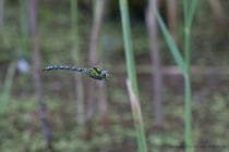 Blaugruene Mosaikjungfer